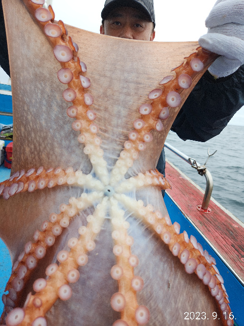 21인승비너스호문어조황