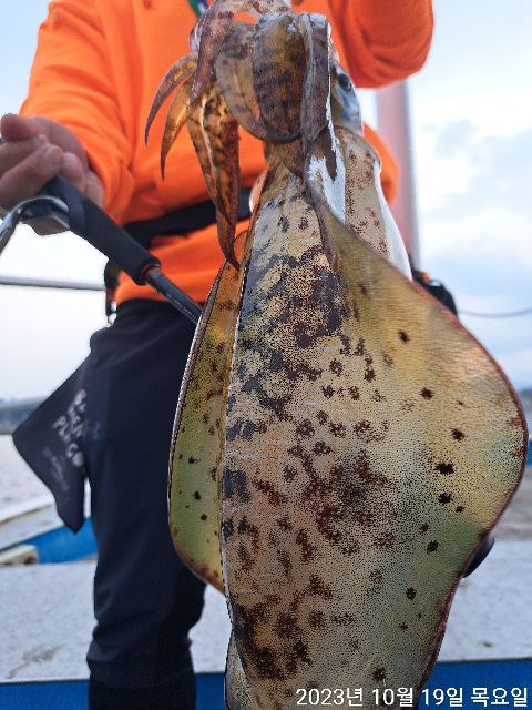 21인승 비너스호무늬오징어조황 10/19