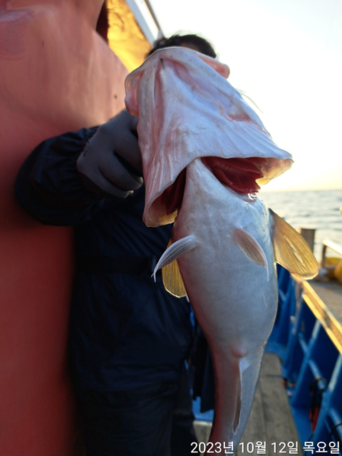 성복호 왕대구 조황