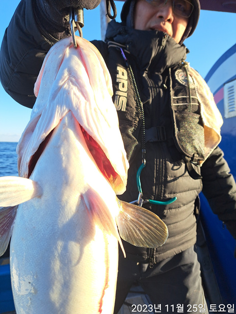 21인승 비너스호 , 성복호 왕대구 조황 11/25