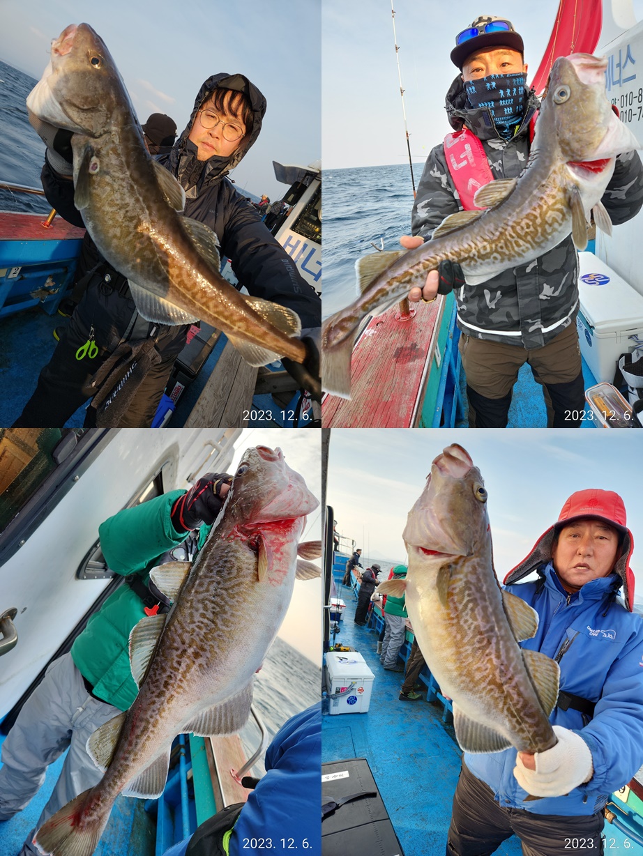 21인승 비너스호 왕대구 쿨러조황 12/6