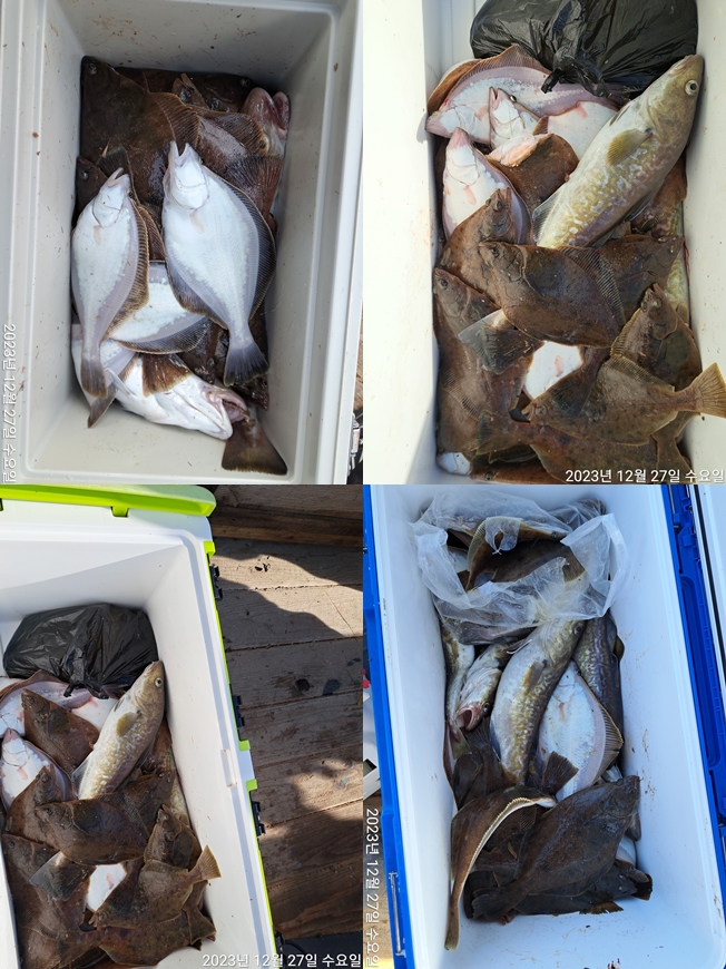 성복호 어구가자미 쿨러조황