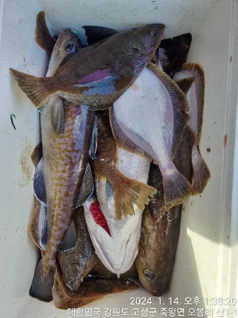 21인승 비너스호 어구가자미 조황