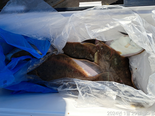 성복호 어구가자미조황 1/29 , 30