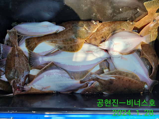 21인승 비너스호 어구가자미 조황 1/28