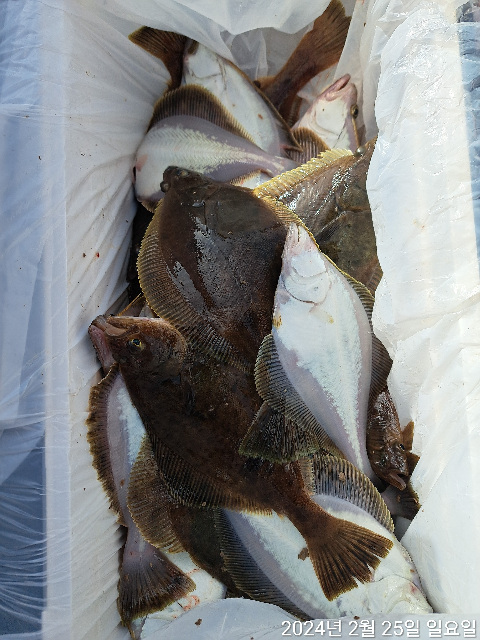 성복호 어구가자미조황