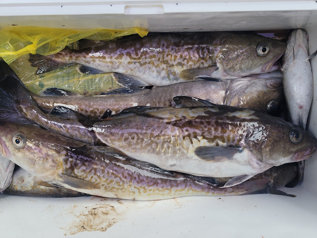 성복호 왕대구 조황