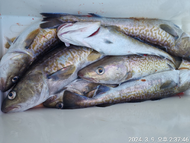 성복호 왕대구조황 3/9