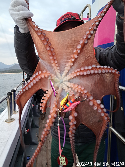 성복호 문어조황