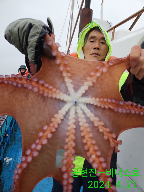 21인승비너스호 , 성복호  문어조황 4/21