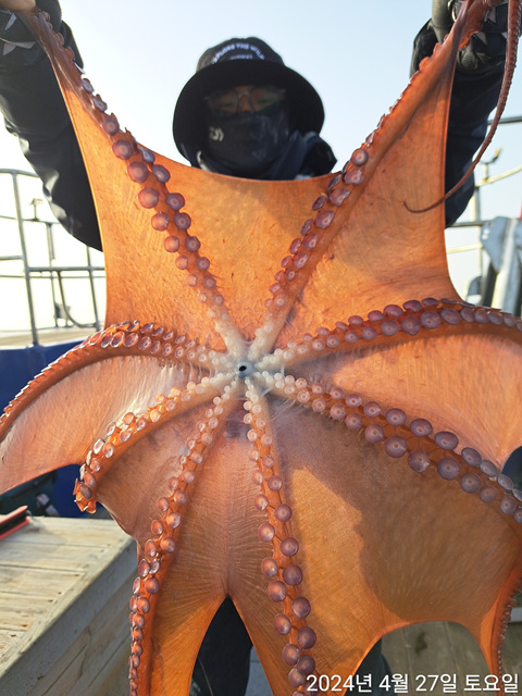 성복호 문어조황  4/27