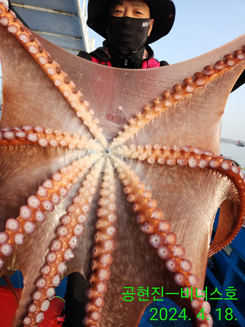 21인승비너스호 문어조황