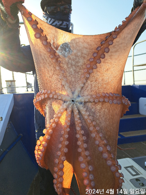 성복호 왕문어조황