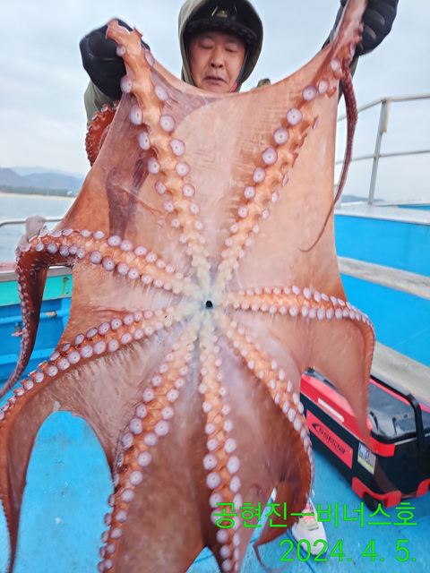 21인승비너스호  왕 문어조황