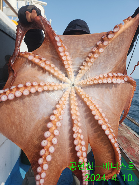 21인승비너스호 문어조황