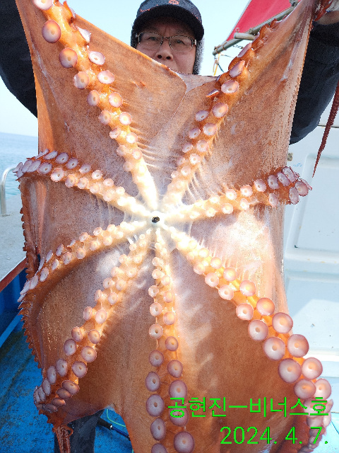 21인승비너스호문어조황