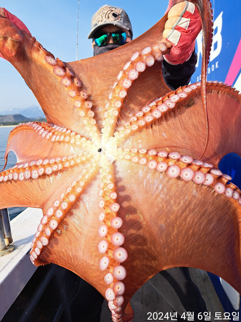 성복호 왕문어조황