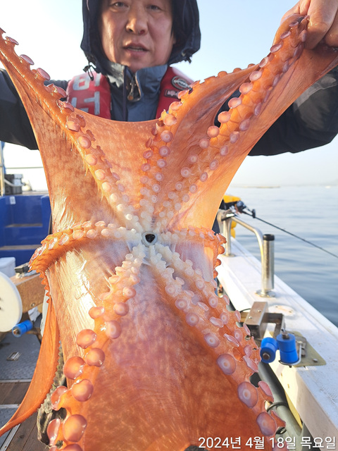 성복호 문어조황