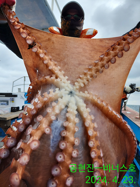 21인승 비너스호 왕문어 굿~ 4/23