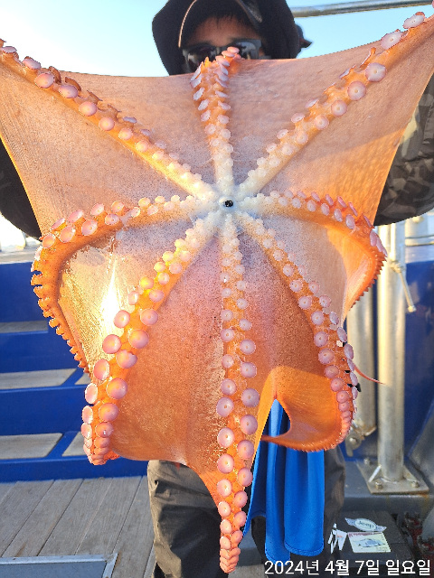 성복호 문어조황