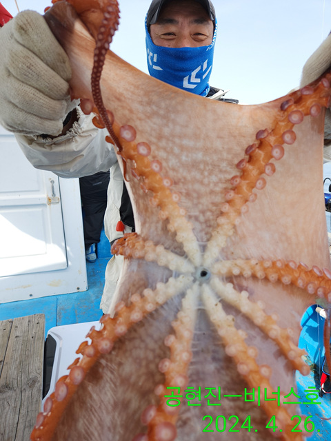 21인승비너스호 문어조황