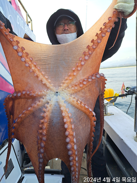 성복호 문어조황