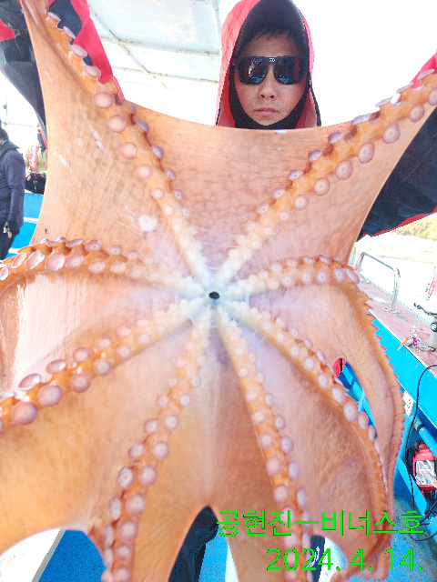 21인승 비너스호 왕문어조황