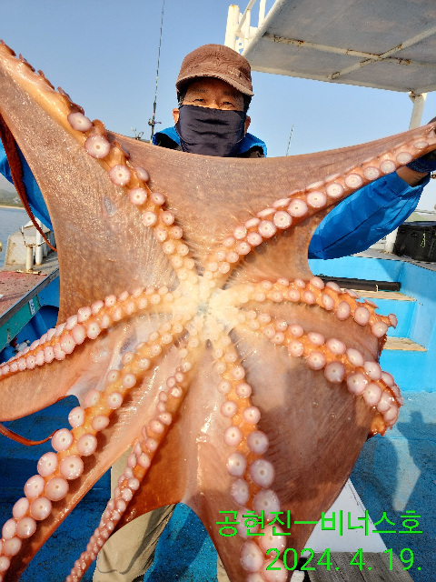 21인승비너스호문어조황