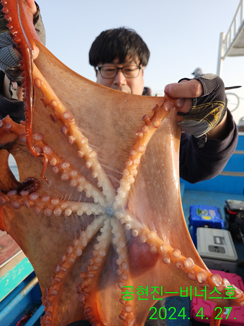 21인승비너스호 문어조황 4/27