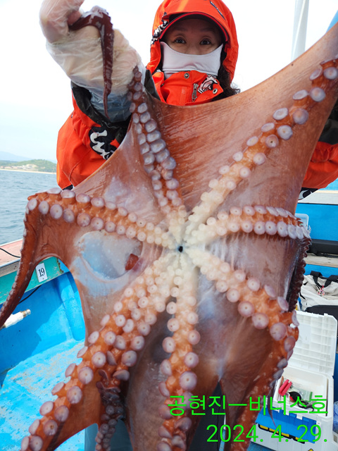 21인승비너스호 문어조황