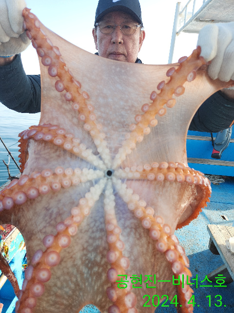 21인승비너스호문어조황 4/13