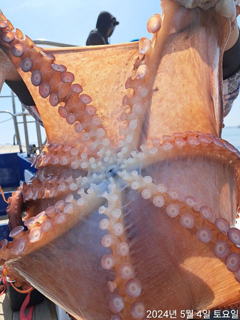 성복호 문어조황 5/4