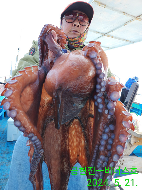 21인승비너스호 대왕문어조황  혼자서 4마리 대박