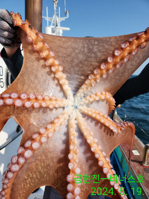 21인승비너스호문어조황 5/19