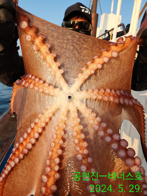 21인승 비너스호 문어조황   ( 선비5마원  )