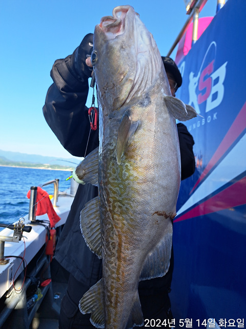 성복호 대구조황