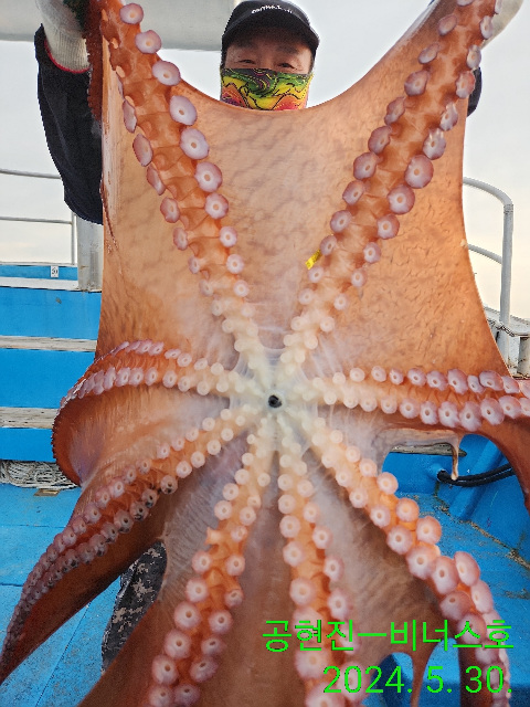 21인승 비너스호 문어조황   혼자서 4마리 ( 선비5마원  )