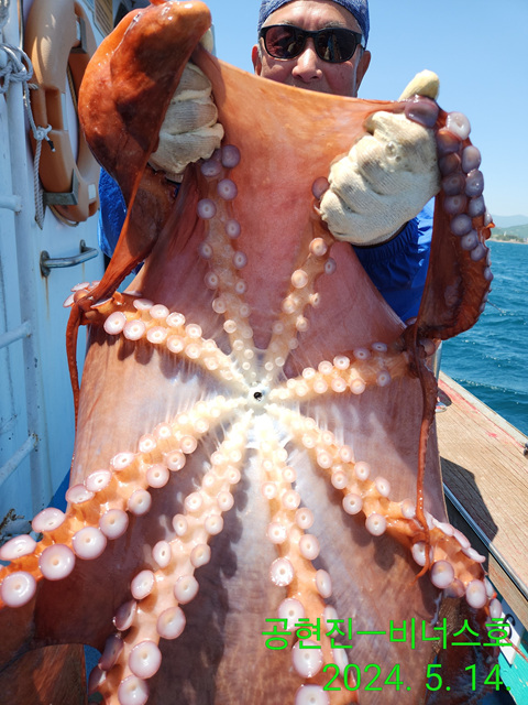 21인승비너스호  왕문어조황