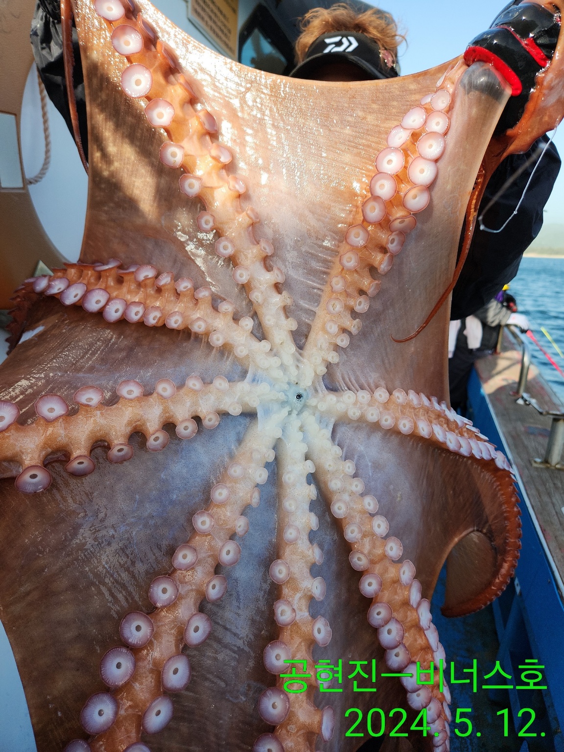 21인승 비너스호 문어조황소식