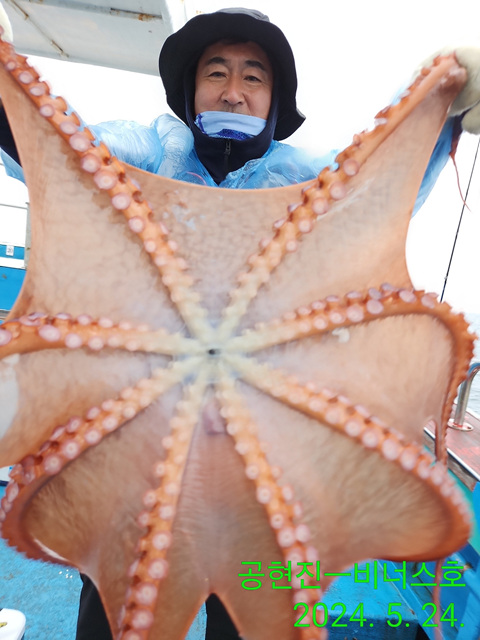 21인승비너스호 문어조황