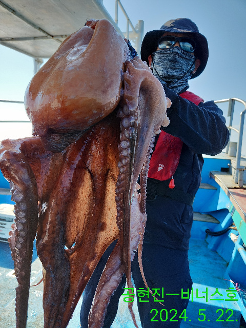 21인승 비너스호 대왕문어 대박  3마리