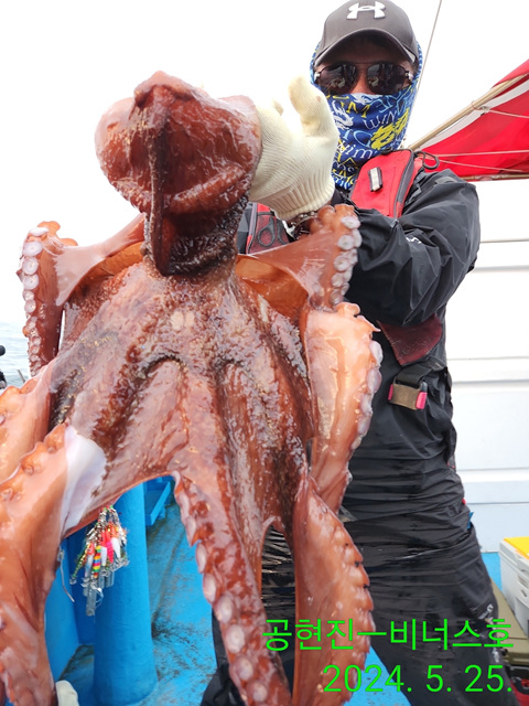 21인승 비너스호 문어조황