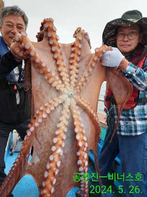 21인승 비너스호 대왕문어 16키로대박  선비5마원 인하합니다