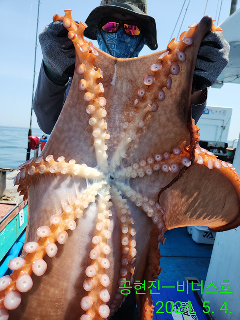 21인승비너스호 문어조황  5/4