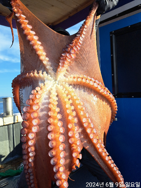 성복호 왕문어 조황