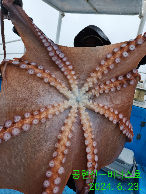 21인승비너스호문어조황