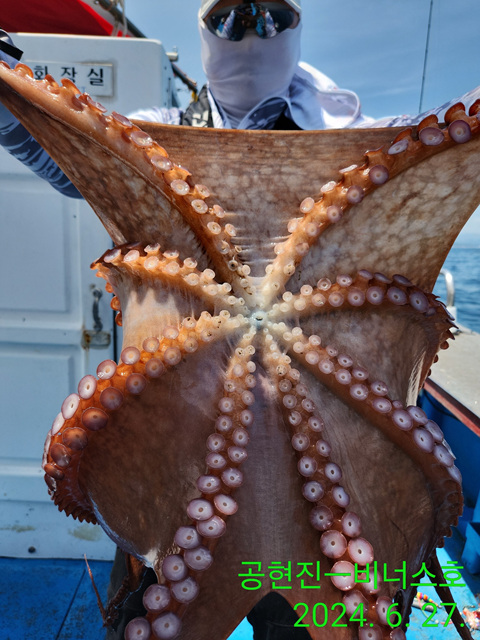 21인승비너스호 문어조황