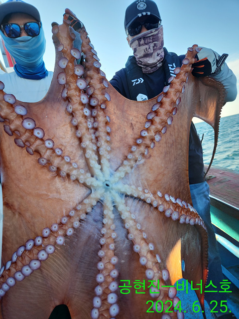 21인승비너스호 대왕문어조황