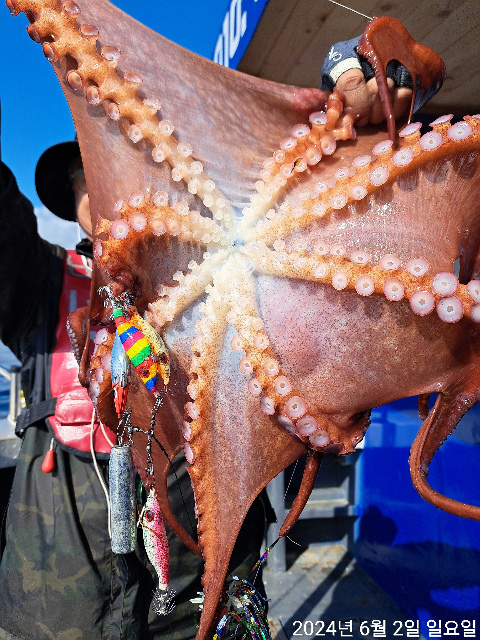 성복호 왕 문어조황