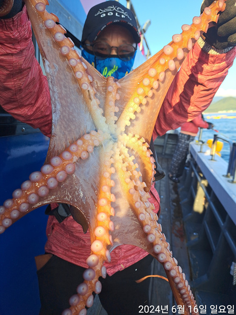 성복호 문어조황 6/16